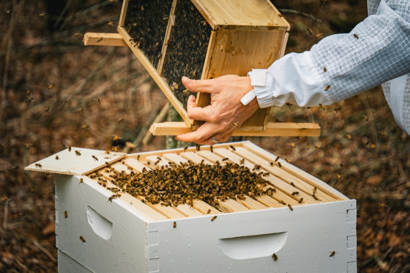 Beekeeping close up